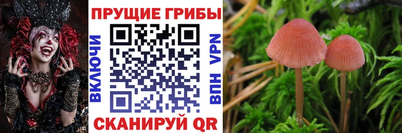 наркошоп  МЕГА как войти  Галлюциногенные грибы мицелий  Елабуга 
